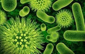 Comment Soigner Naturellement la Fièvre Typhoïde ?